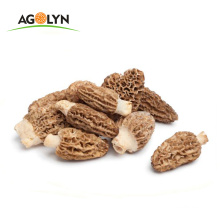 Good Price Esculenta  Common Morel for Sale